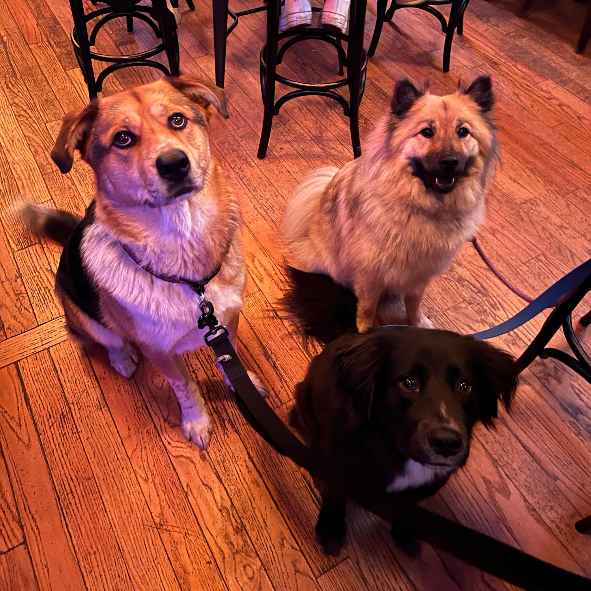 tapster chicago dog pets
