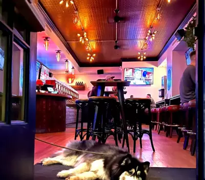 husky pet inside Tapster lincoln bar